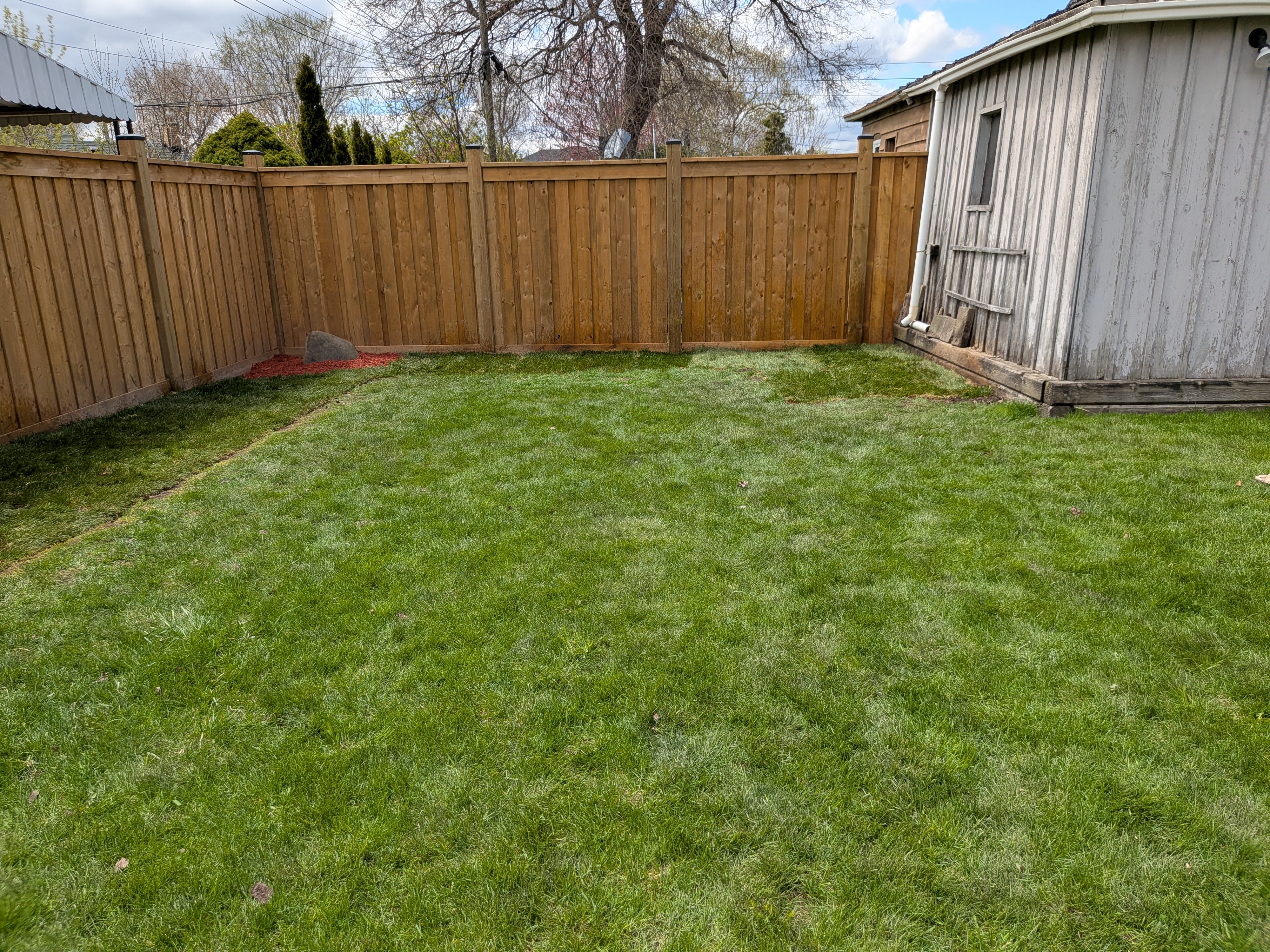 Fresh sod installation for a residential lawn in Toronto